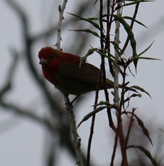 Piranga rubra