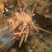 Austrocidaris canaliculata - Photo (c) Shallow Marine Surveys Group, osa oikeuksista pidätetään (CC BY-NC), lähettänyt Shallow Marine Surveys Group