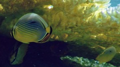 Chaetodon trifasciatus