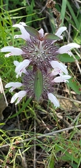 Monarda clinopodioides
