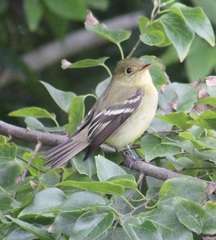 Empidonax flaviventris