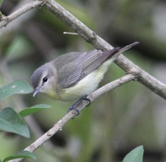 Vireo philadelphicus