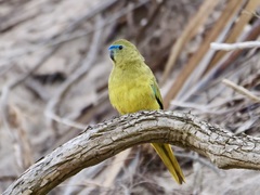 Rock Parrot photo 2