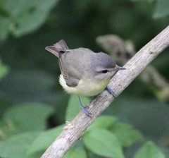 Vireo philadelphicus