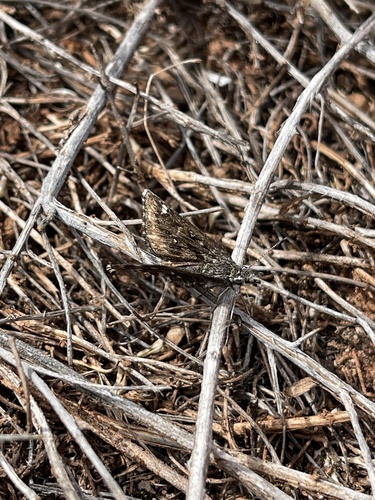 Saltbush Sootywing photo 3