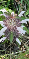 Monarda clinopodioides