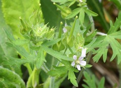 Geranium carolinianum carolinianum