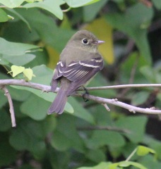 Empidonax flaviventris
