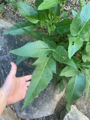 Angelica scabrida