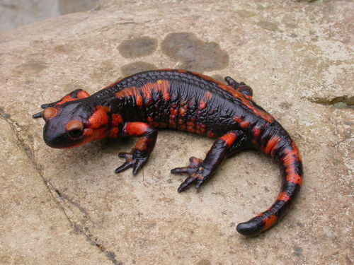 Fire Salamander, photo 10 of 10