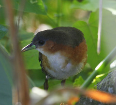 Laterallus melanophaius