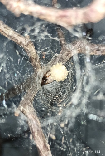 Brown Widow
