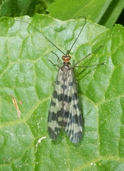 Panorpa carolinensis