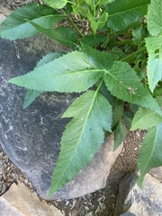 Angelica scabrida