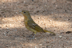 Piranga rubra