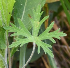 Geranium carolinianum carolinianum