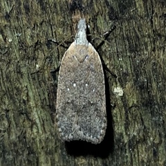 Dichomeris ventrellus