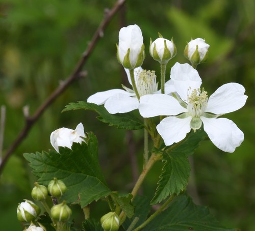 plains blackberry (Rubus laudatus)
