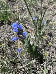 Mertensia lanceolata