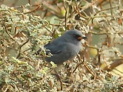 Diglossa caerulescens