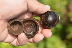 Quercus lancifolia