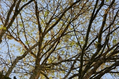 Quercus lancifolia