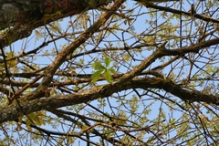 Quercus lancifolia