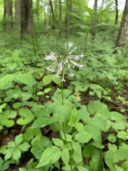 Valeriana pauciflora