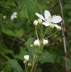 Rubus laudatus