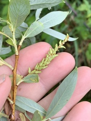 Salix alba alba
