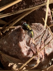 Calliphoridae