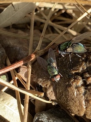 Calliphoridae