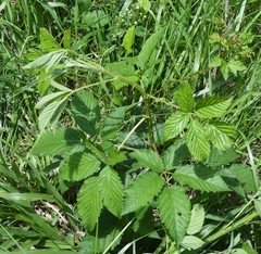 Rubus laudatus
