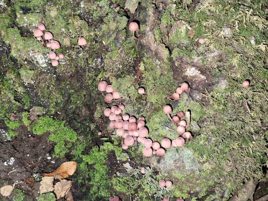 Mycena haematopus · May 2024 · photo: © ignacio_diaz05 (iNaturalist, cc-by)