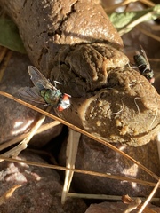 Calliphoridae