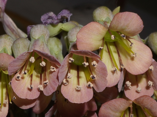 Kalanchoe daigremontiana