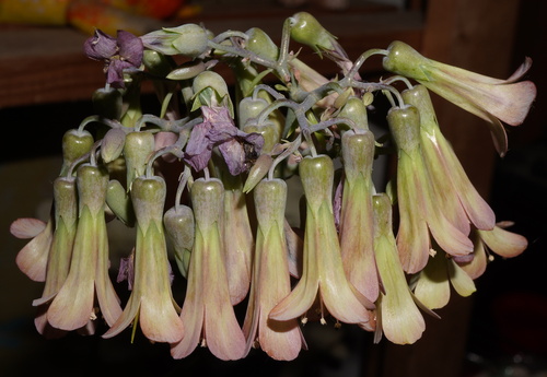 Kalanchoe daigremontiana