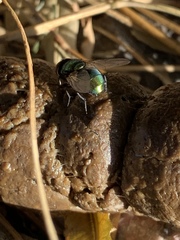 Calliphoridae