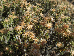 Helichrysum parvifolium