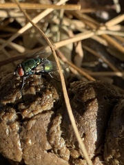 Calliphoridae