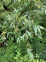 Salix alba alba