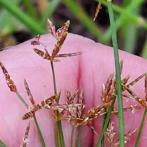 Haspan flatsedge (Cyperus haspan)