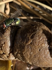 Calliphoridae