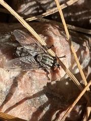 Sarcophagidae