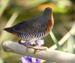 Laterallus melanophaius