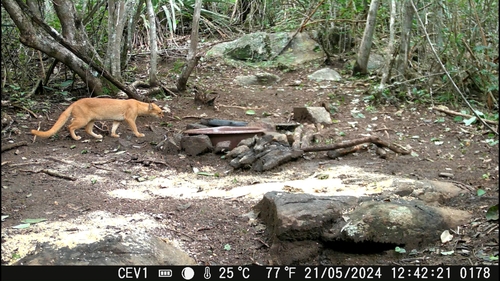 Jaguarundi