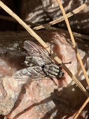Sarcophagidae
