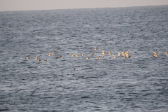 Puffinus mauretanicus