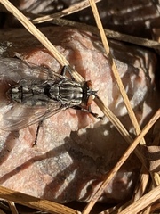 Sarcophagidae