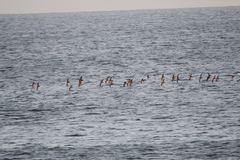 Puffinus mauretanicus